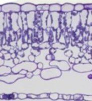 Ultra-thin serial sectioning
